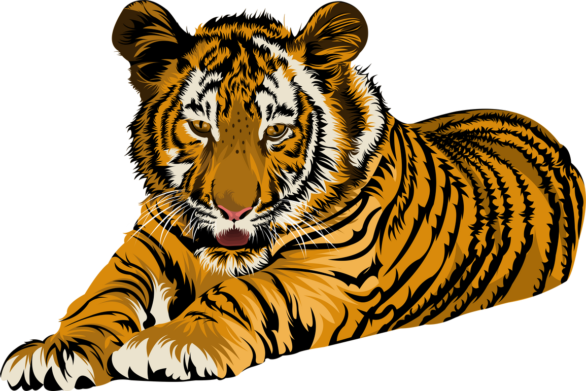 Sumatran Tiger Illustration