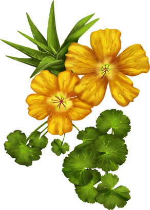 Detailed Illustrated Hibiscus and Aloe Vera