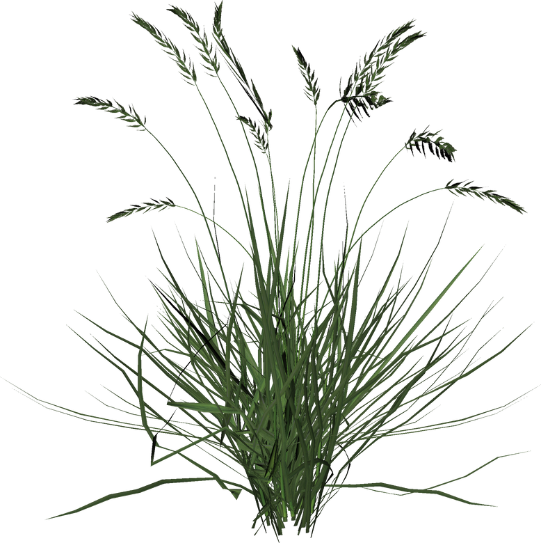 3D Grass Illustration